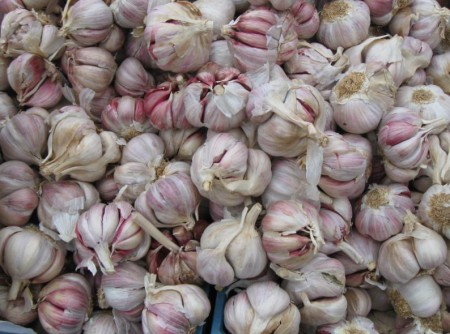 přeměny listu - cibule - česnek kuchyňský